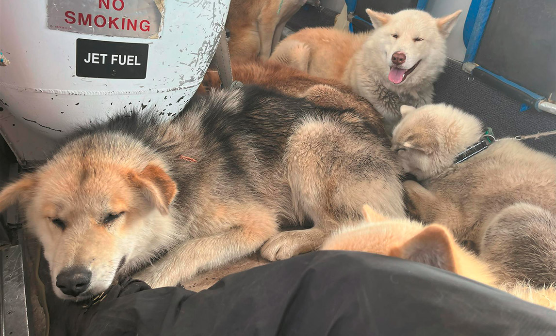 Slædehunde i fly på vej over indlandsisen