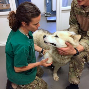 Dyrlæge tjekker tænder på slædehund